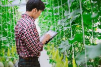 Key Traits Breeders Prioritize for Enhancing Greenhouse Crop Performance